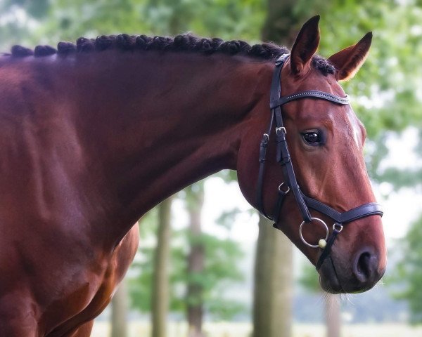 Pferd Fashion Dance (Westfale, 2016, von Fashion Maker)