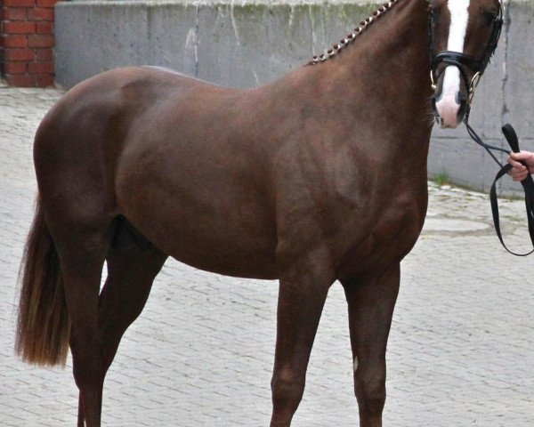 Dressurpferd Five-Star (Westfale, 2010, von Fackeltanz Old)