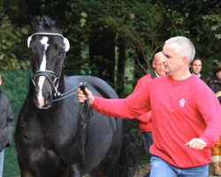 horse Diador (Westphalian, 2010, from Diarado)