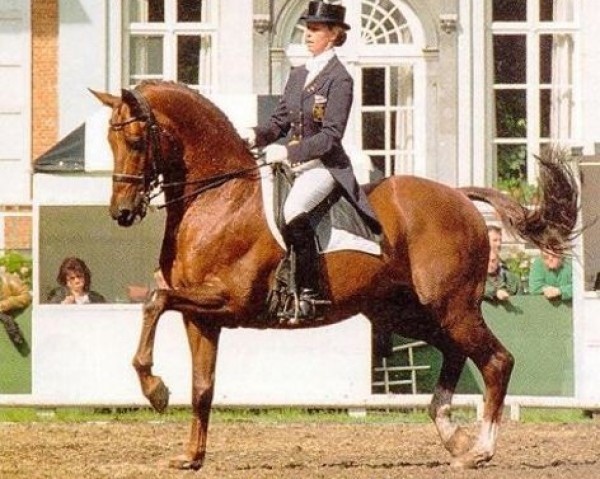 stallion Cocktail (KWPN (Royal Dutch Sporthorse), 1984, from Purioso)