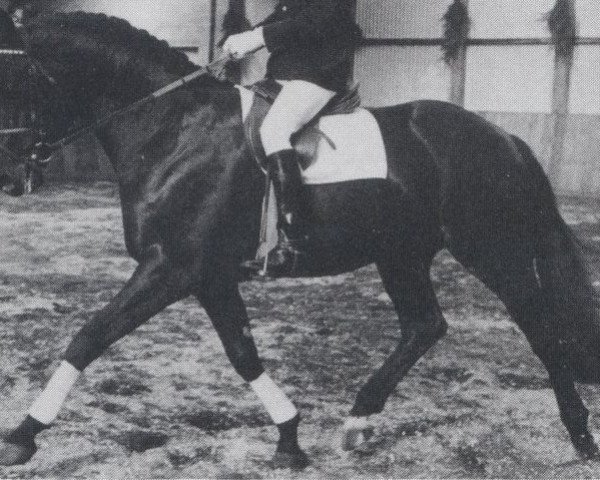 stallion Puschkin (Oldenburg, 1974, from Präfectus xx) stallion Puschkin (Oldenburg, 1974, from Präfectus xx)
