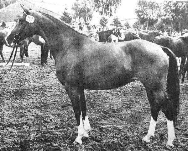 broodmare Couleur (Trakehner, 1975, from Kassiber)