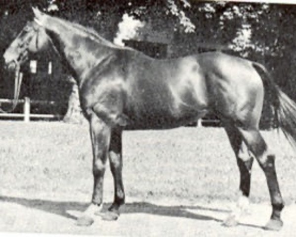 Deckhengst Boniface (Selle Français, 1967, von Galopin VI xx) Deckhengst Boniface (Selle Français, 1967, von Galopin VI xx)