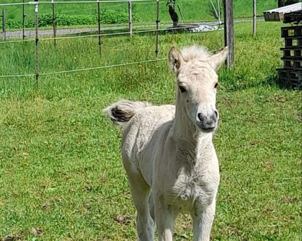 horse Rocksana (Fjord Horse, 2022, from Gerben)