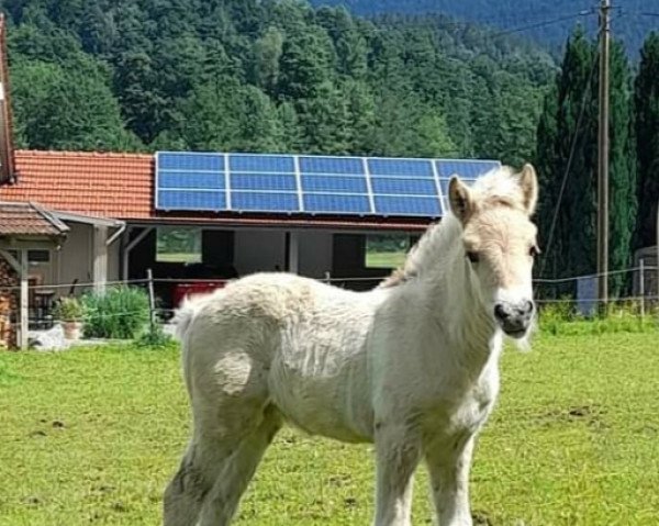 horse Elfe (Fjord Horse, 2022, from Gerben)
