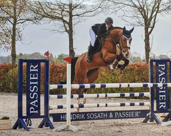 jumper Dirty Dancing Z (Zangersheide riding horse, 2015, from De Flor 111 Z)
