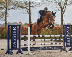 jumper Dirty Dancing Z (Zangersheide riding horse, 2015, from De Flor 111 Z)