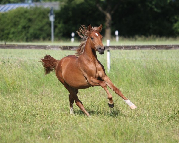 horse Hale Top Z (German Riding Pony, 2021, from Halifax)