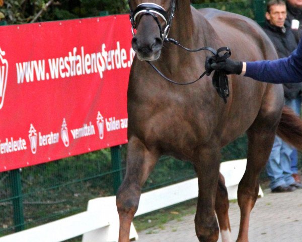 horse Hengst von Desperados (Westphalian, 2010, from Desperados FRH)