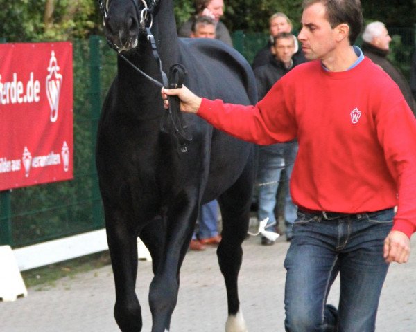 dressage horse Hengst von Desperados (Oldenburg, 2010, from Desperados FRH)