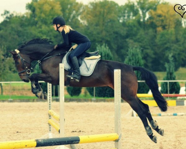 jumper Sunburst 2 (Austrian Warmblood, 2007, from Santander H)