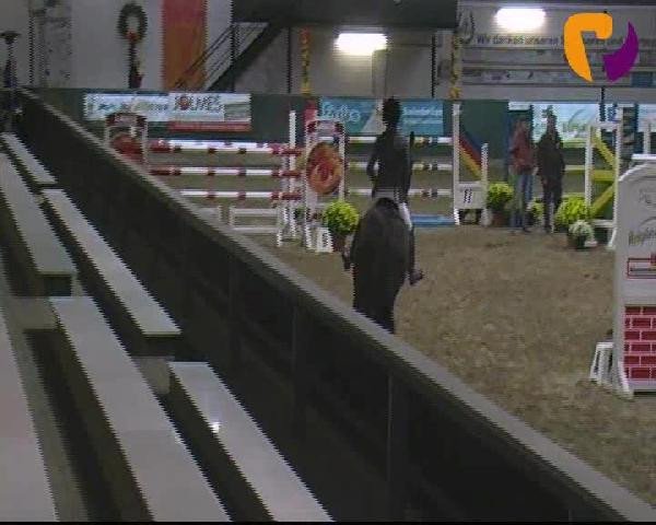jumper Stakki (Hanoverian, 2003, from Stakkato)