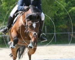 Springpferd Charly-Brown 11 (Deutsches Reitpony, 2002, von Cicero O)