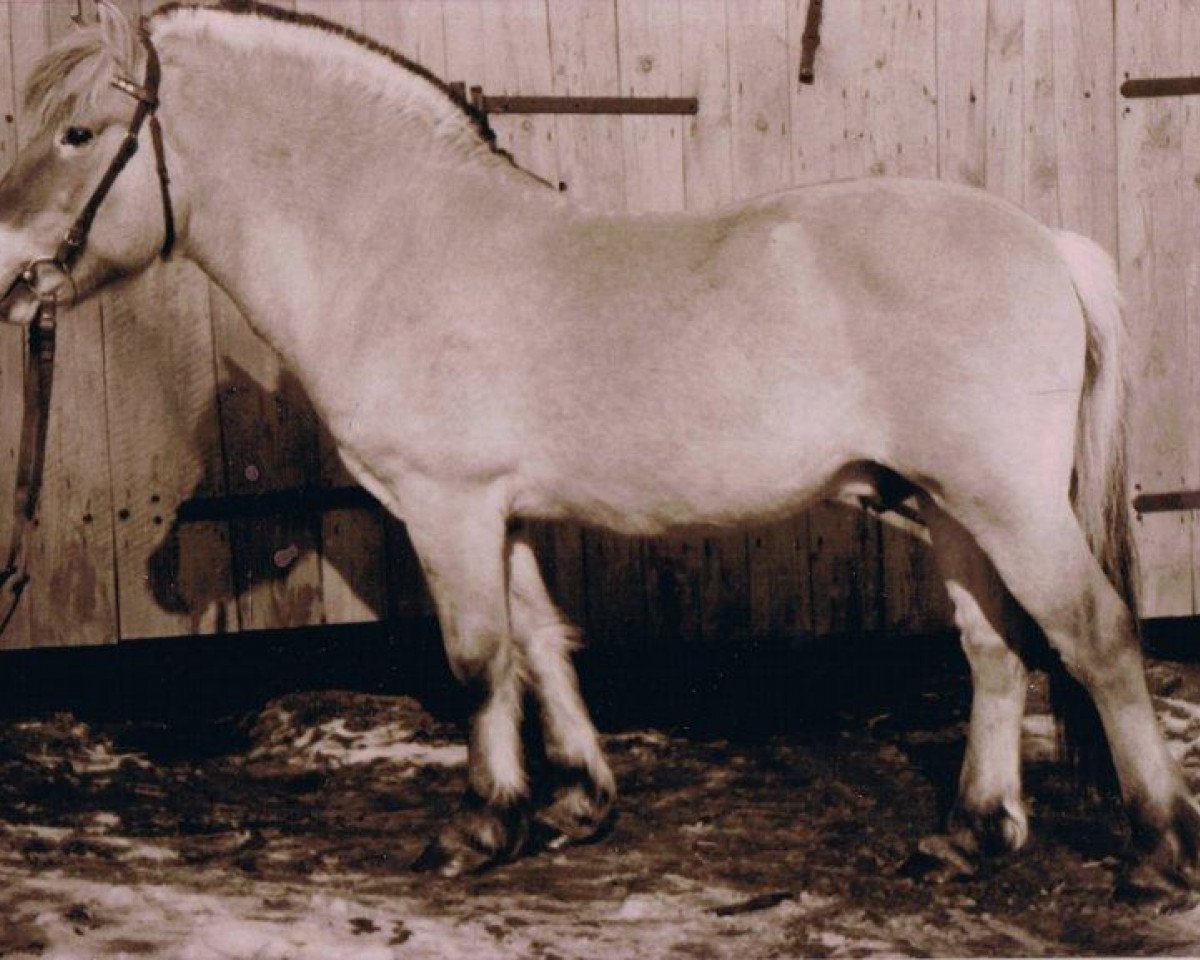 Deckhengst Leif F 56 (Fjordpferd, 1963, von Leikar F 46)