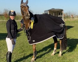 broodmare Cedira 6 (Holsteiner, 2011, from Cascavello)