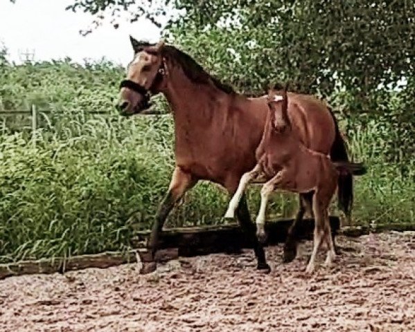 broodmare Danciera K (Westphalian, 2022, from Dancier Gold FRH)