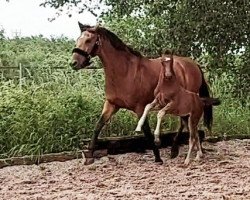 broodmare Danciera K (Westphalian, 2022, from Dancier Gold FRH)