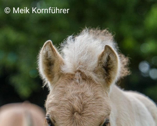 broodmare Solea A&G (Fjord Horse, 2022, from Silvio Skjöldson)