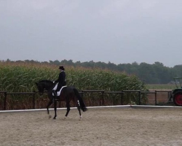 dressage horse San Diego 84 (Westphalian, 2003, from Show Star)
