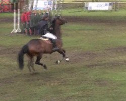 jumper Carusus 2 (Holsteiner, 2004, from Corrado I)