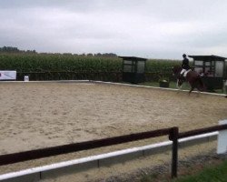 dressage horse Wild Charmeur (Westphalian, 2007, from Werbespot)