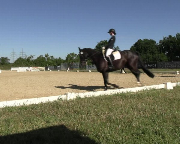 Reitturnier Münster, St. Georg | Amateurtag 2022