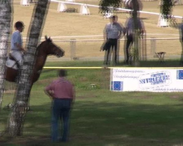 jumper Quidam's Quicktender (Oldenburg show jumper, 2006, from Quidam de Revel)
