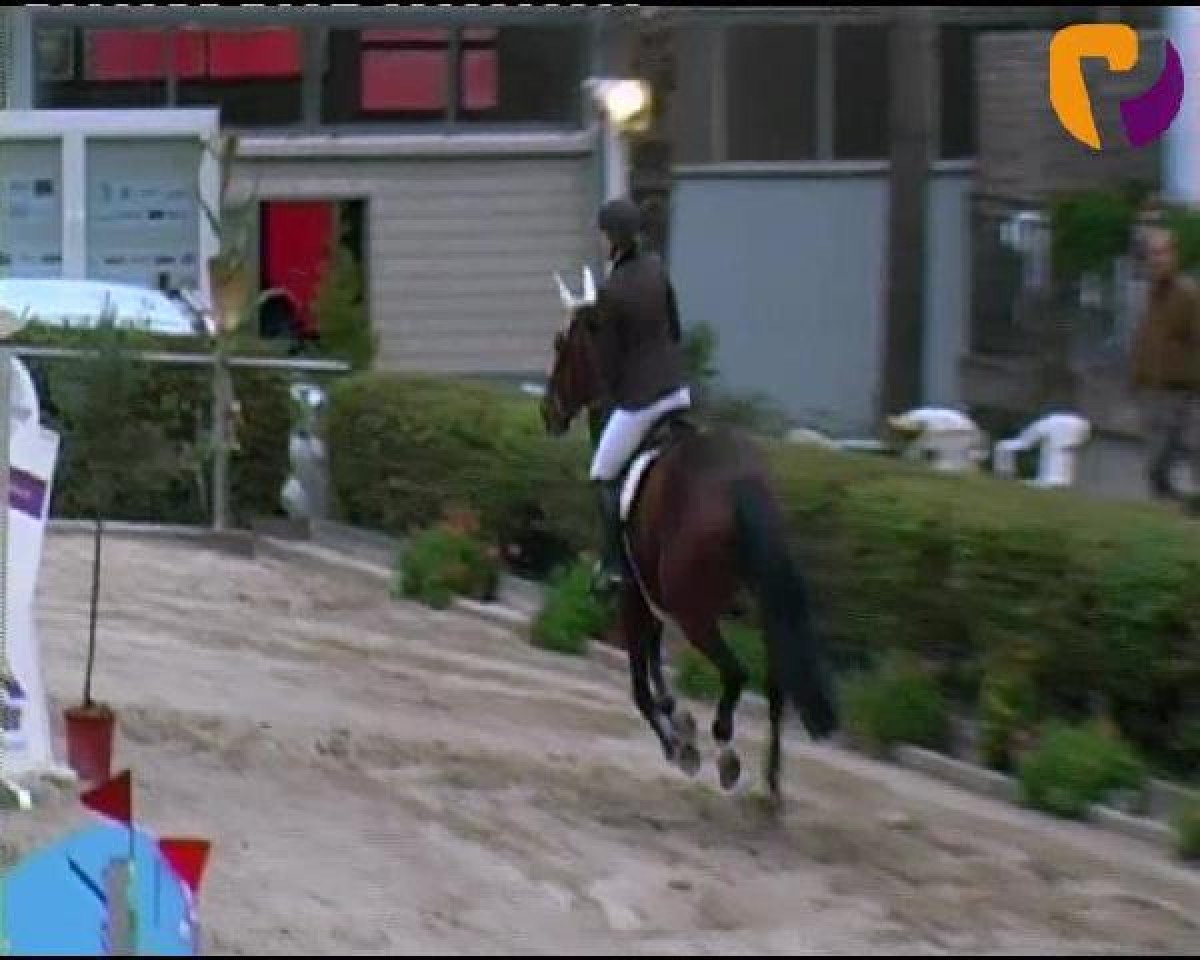 Dressurpferd Amelie (Deutsches Sportpferd, 2004, von Dinglinger)