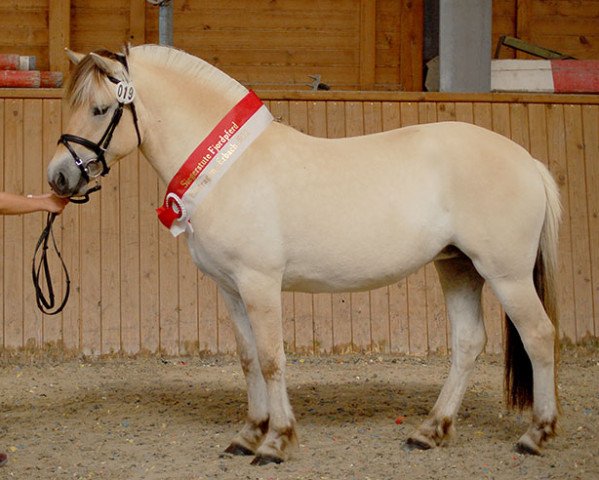 horse Lotta (Fjord Horse, 2019, from Damar)