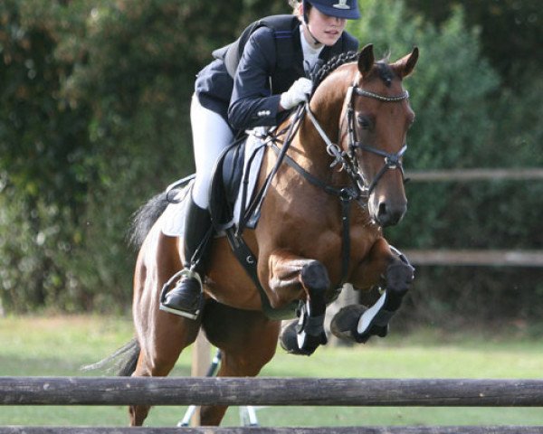 jumper Perseus 42 (German Riding Pony, 2000, from Corrado 31)