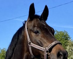dressage horse Parenzo Go (Trakehner, 2009, from Halimey Go)