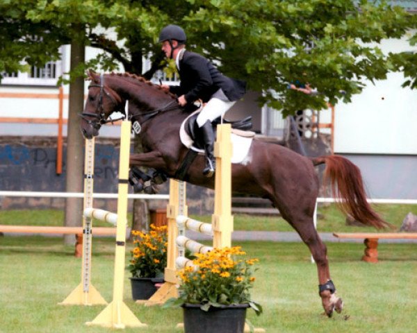 dressage horse Kaiserstuhl (German Riding Pony, 2008, from Krazy King)