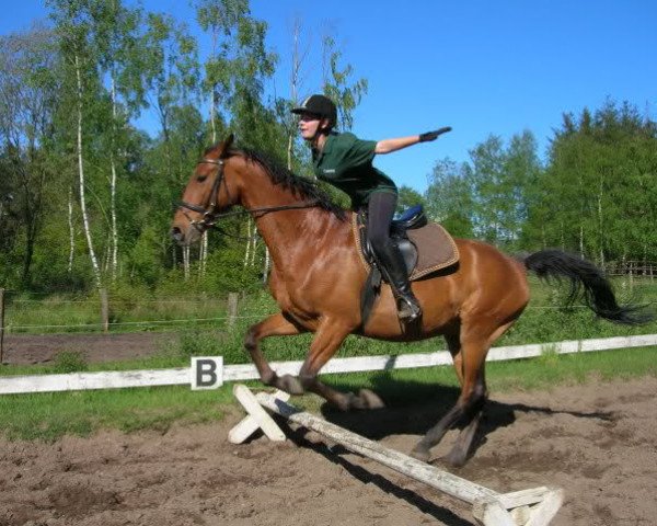Pferd Hale Bopp 4 (Arabisches Halbblut / Partbred, 1997, von Remon AA)