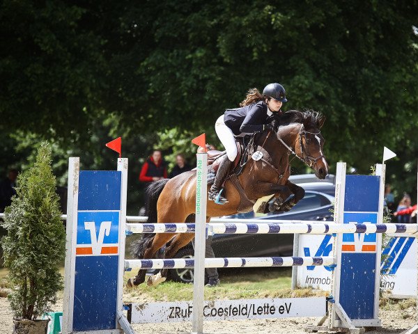 jumper Miss Saigon 32 (German Riding Pony, 2006, from Man in Black)