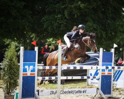 jumper Miss Saigon 32 (German Riding Pony, 2006, from Man in Black)