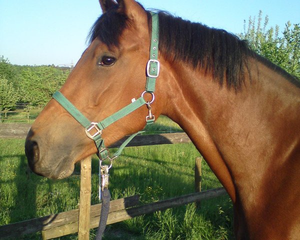 dressage horse Chocolat (Württemberger, 2007, from Cyrano de Bergerac)