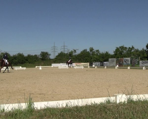 Reitturnier Münster, St. Georg | Amateurtag 2022