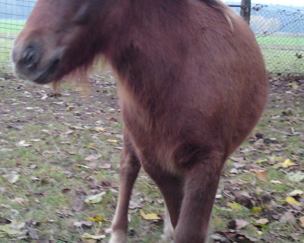 horse Marius vom Purnitzgrund (Shetland Pony, 2011, from Mister Milano PrH*)