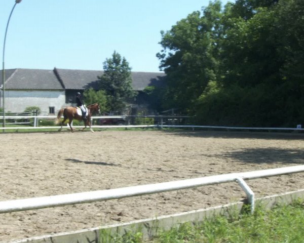 Reitturnier St. Pölten 2022