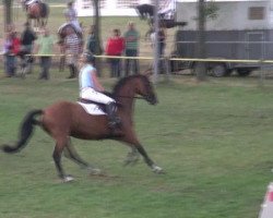 Springpferd Label 6 (Westfale, 2006, von Laureus NRW)