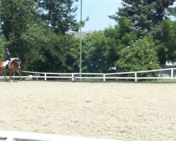 Reitturnier St. Pölten 2022