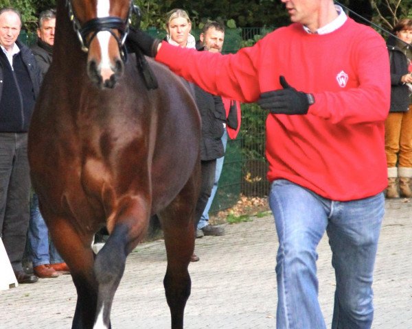 jumper Caruso 546 (Westphalian, 2010, from Coronas 2)