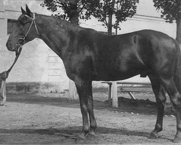Deckhengst Kann 1927 ox (Vollblutaraber, 1927, von Denousté 1921 ox)