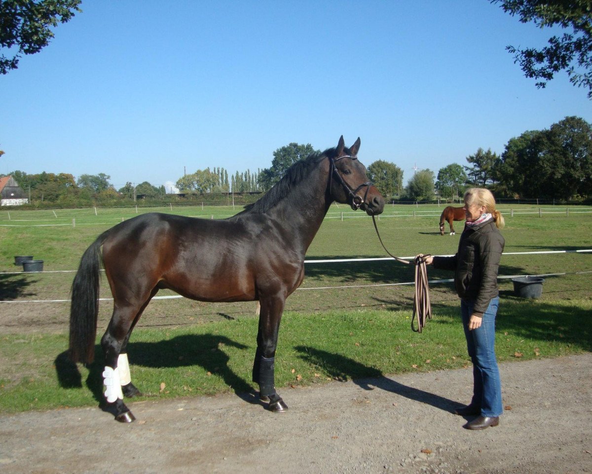 Springpferd Captain Cornet Db (Westfale, 2010, von Captain Fire)