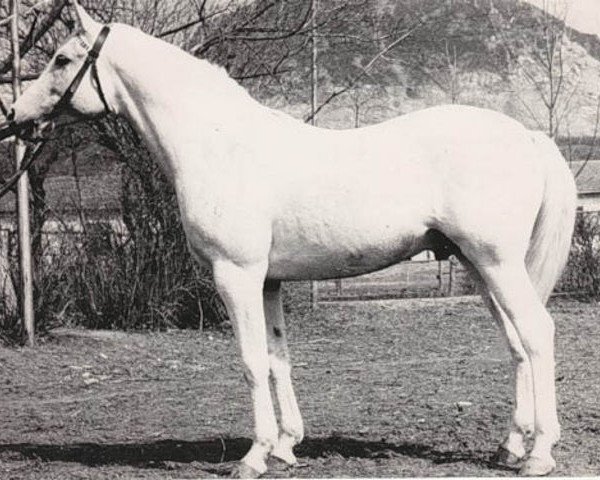 Deckhengst Kankan 1954 ox (Vollblutaraber, 1954, von Korej 1939 ox)