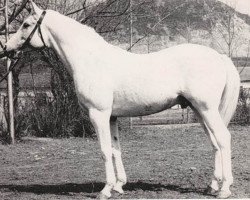 stallion Kankan 1954 ox (Arabian purebred, 1954, from Korej 1939 ox)