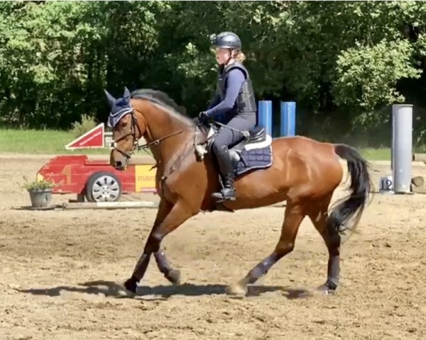 Springpferd Erna 47 (KWPN (Niederländisches Warmblut), 2009, von Wizzerd WV)
