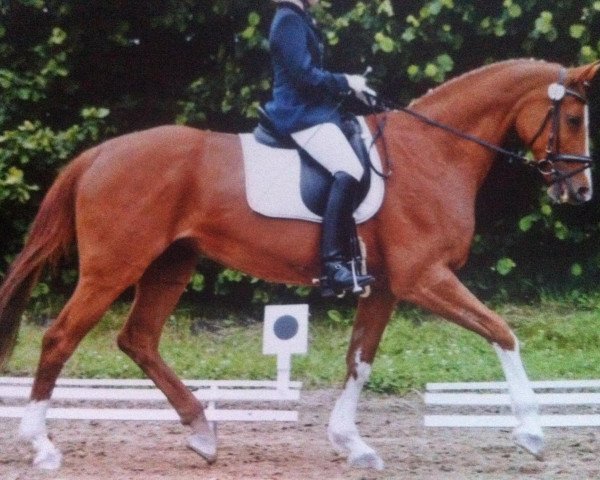 broodmare Weissgold (Oldenburg, 1991, from Freiherr)