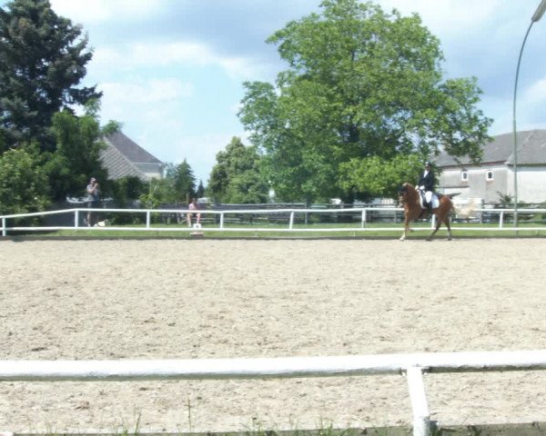 Reitturnier St. Pölten 2022