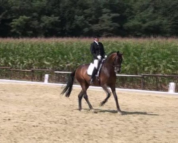 stallion Simply Virtual (Oldenburg, 2006, from Sir Donnerhall I)